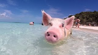 Swim with the pigs in this tropical paradise