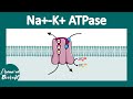 Na+ - K+ ATPase | How sodium potassium ATPase works? | Function of Na+ - K+ ATPase