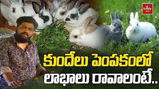 కుందేలు పెంపకంలో  లాభాలు రావాలంటే.. | Nelathalli | hmtv Agri