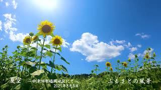 福岡のひまわり畑 2021年8月8日