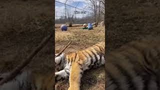 I wonder where dash's stick obsession came from... #shorts #ytshorts #tiger #wildlife #cubs