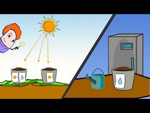 Do plants grow better with hot or cold water?
