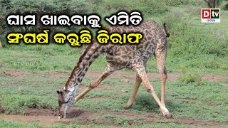 ଘାସ ଖାଇବାକୁ ଏମିତି ସଂଘର୍ଷ କରୁଛି ଜିରାଫ | Odia news live updates #dtvodia