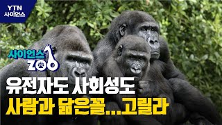 [사이언스ZOO] 유전자도 사회성도 사람과 닮은꼴…고릴라 / YTN 사이언스