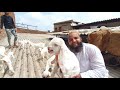 ahmedabad bapu ab goat farm full quality patira hydpat collection.