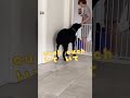 喜び方にひとクセある犬 shorts