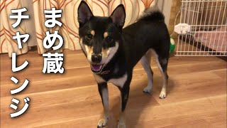 柴犬　まめ蔵日記 「まめ蔵チャレンジ①」フードを５個連続キャッチ出来るか⁉︎ Shiba Inu Mamezo Diary Can you catch 5 hoods in a row ⁉︎