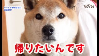 【動物病院に密着】愛媛みかんが大好きな犬レオくん、お散歩の元気がない？ねこワン2023年4月号より