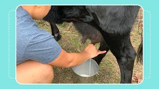 How to Milk a Cow by Hand