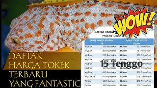 Harga Tokek terbaru || Bisa kayak mendadak || Harga tokek 2020