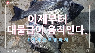 거제 근포방파제 지금부터는 막바지 대물 감성돔낚시를 해야할시기