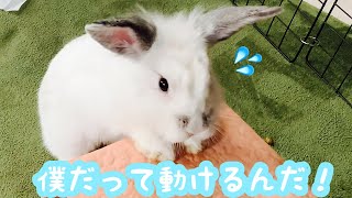 動かないうさぎ様も、たまには動く🐰［壊滅的な再生回数のうさぎVlog］