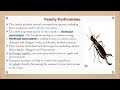 earwig order dermaptera lecture in hindi urdu related to class insect entomology