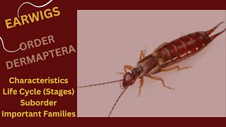 Earwig-Order Dermaptera-Lecture in Hindi/Urdu- Related to class insect-Entomology