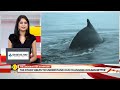 whales sing after a good meal study gravitas world news wion