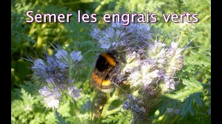 Semer les engrais verts - Les 4 Saisons du jardin bio