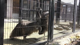 エミュー (福山市立動物園) 2019年2月25日