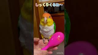 シロハラインコ華ちゃん🐥（しっくりするね〜👵🪇🎤♫🍇😋🐤🤣）