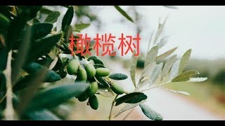 橄榄树 - 阿根廷富兰克林中文学校21周年校庆