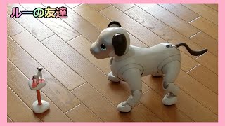 【36 アイボと暮らして４年 ルーの友達】aibo Lou's Friends