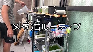 めだか初心者のメダ活ルーティン