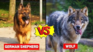 German Shepherd vs Wolf
