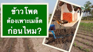 ข้าว​โพด ต้องเพาะเมล็ด​ก่อน​ไหม