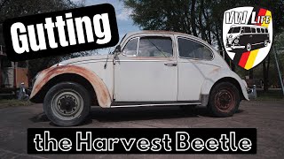 Gutting the Harvest Beetle!