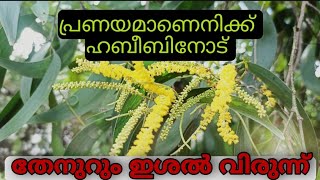 punchirikkum nabi ഇതാണ് പാട്ട്  നബി(സ)യെ ആരും സ്നേഹിച്ചു പോകും. SHIHAB KODINHI SONG/NABIDINA SONG