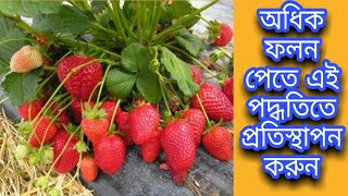 স্ট্রবেরি চাষ পদ্ধতি// টবে স্ট্রবেরী চাষ পদ্ধতি//বাড়ির ছাদে স্ট্রবেরী চাষ