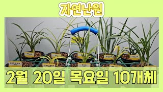 [2월 20일] 산반두화 동련, 단엽성 황중투, 호피반, 홍화 청정월, 복륜, 홍화 삼홍, 중투, 복륜, 감산반중투, 호피반 야호 총 10개체입니다♡