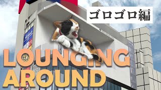 新宿東口の猫『ゴロゴロ編』（DAILY LIFEシリーズ①）