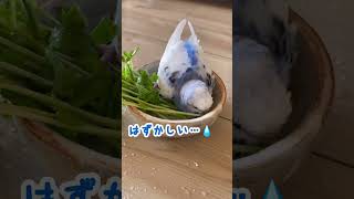 テンション上がりすぎたインコ　#セキセイインコ  #インコ  #shorts  #parakeet