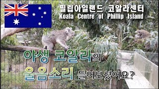 호주여행 필립아일랜드 코알라 센터(koala conservation centre), 멜버른여행