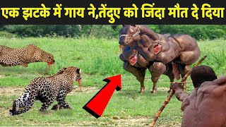 एक झटके में गाय ने,तेंदुए को जिंदा मौत दे दिया | Leopard Attack On Giant Cow | Leopard Attack!