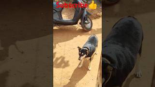 🤣🤣ஐயோ இந்த மொடா முழுங்கி வேற வந்துட்டானே. 😅😅🐕🐕#dogs#comedy#shorts.