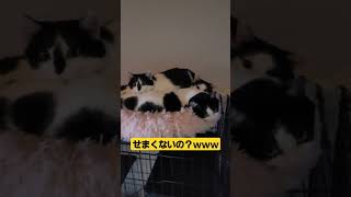 だんご3兄弟現る　#shorts #猫