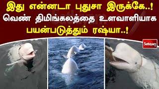 இது என்னடா புதுசா இருக்கே..! வெண் திமிங்கலத்தை உளவாளியாக பயன்படுத்தும் ரஷ்யா..!