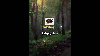 Kab  (Insects)-English and Hmong