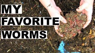 European Night Crawlers- Large Compost Worms