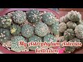 My Astrophytum Asterias Collection 💕