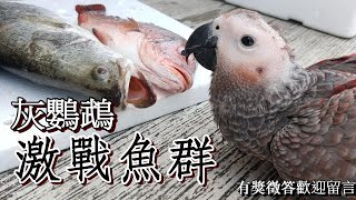 【屈原之天下鳥事】端午節特別篇!灰鸚鵡肉粽vs.超巨大龍膽石斑