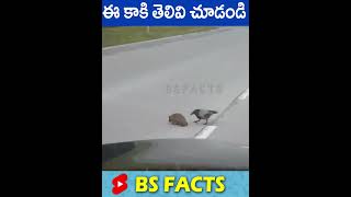 ఈ కాకి తెలివి చూడండి  #bsfacts #shorts #viral #ytshorts #funny #comedy #memes #shortstelugu