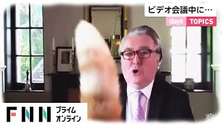 オンライン会議中に“ひょっこり”猫乱入！会議もほっこり(2020/07/17)