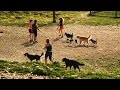 What you need to know before going to dog park