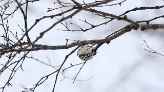 ♪鳥くん野鳥動画（北海道）エゾコゲラJO6A1131