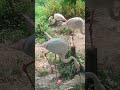 【旭川市旭山動物園】色鮮やかでキレイ！旭山のフラミンゴ✨