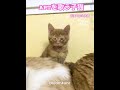 aptを歌う子猫 shorts cat kitten apt