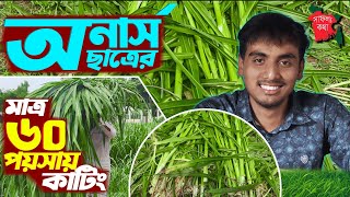 অনার্স ছাত্রের ১০ বিঘা ঘাসের প্রজেক্ট - প্রতি কাটিং মাত্র ৬০ পয়সা | জারা ঘাস চাষ পদ্ধতি | jara ghas