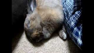 夢の中で何か食べてるウサギ　sleeping rabbit